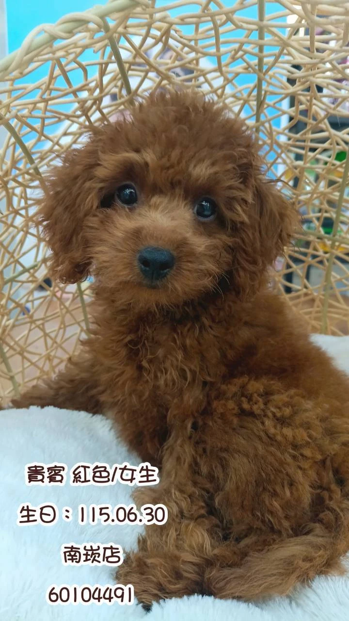 貴賓犬｜紅