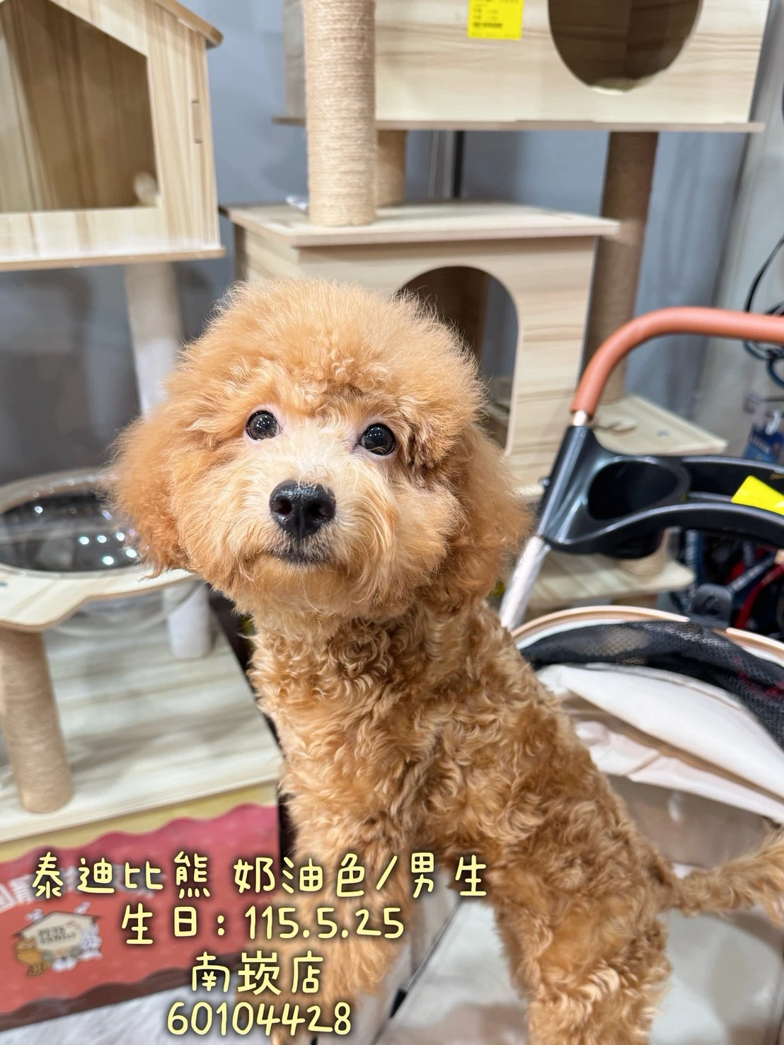 泰迪比熊｜奶油