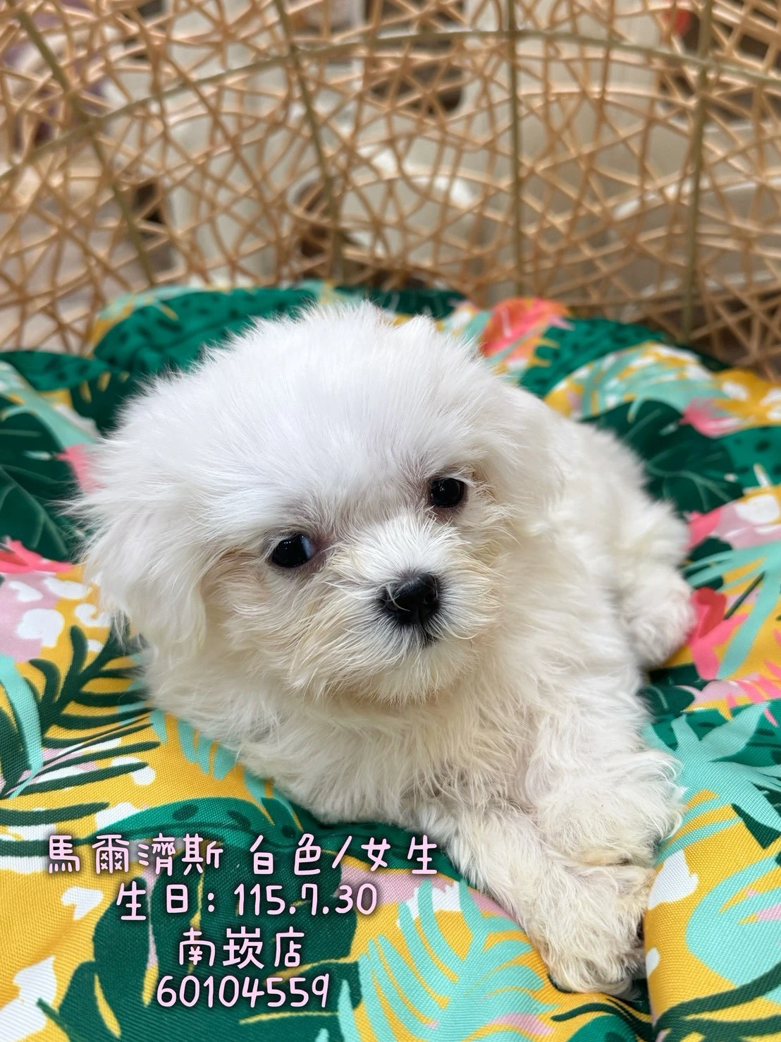 瑪爾濟斯｜白