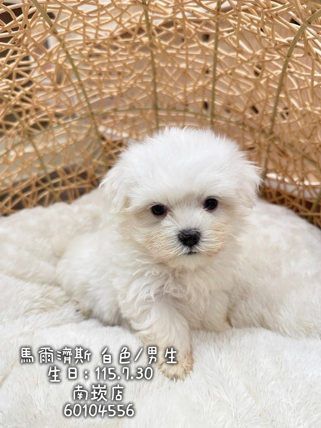 瑪爾濟斯｜白