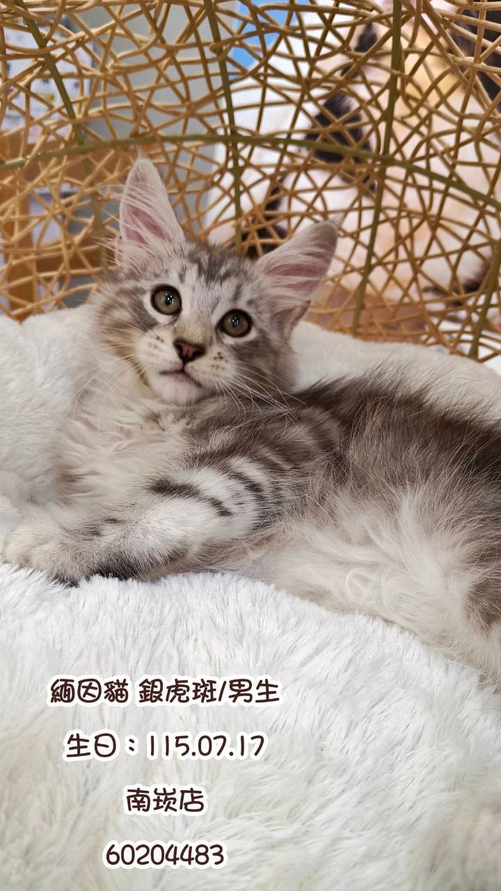緬因貓｜銀虎斑