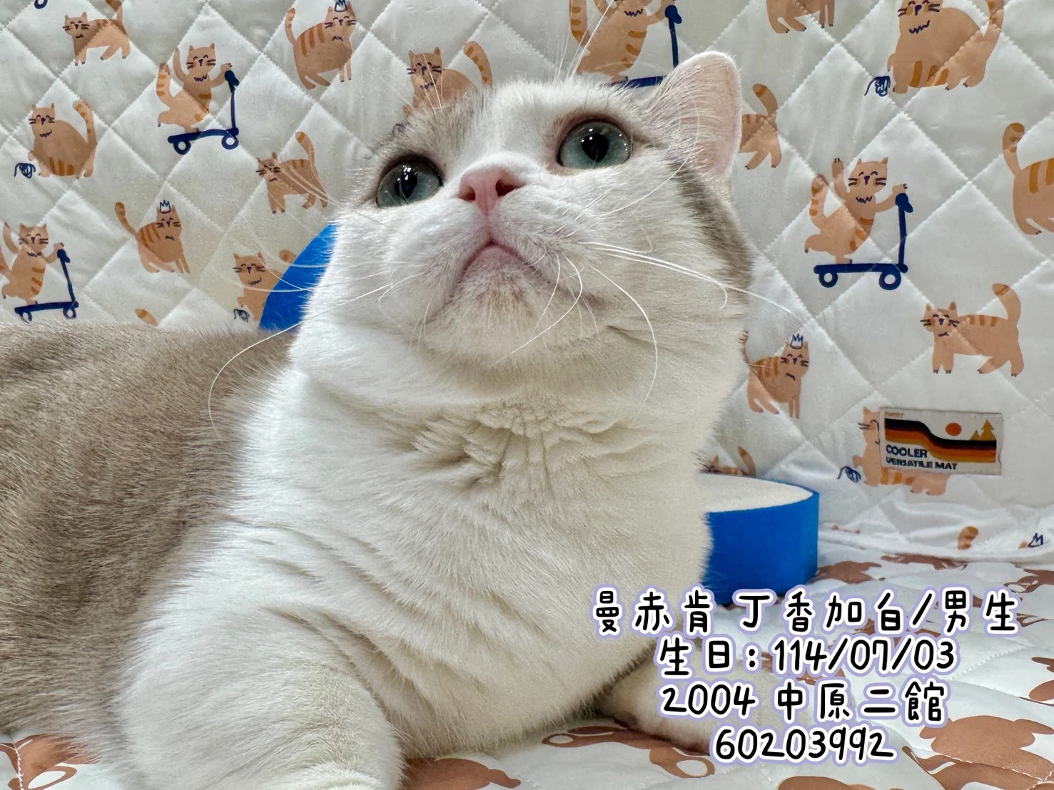 曼赤肯｜丁香加白
