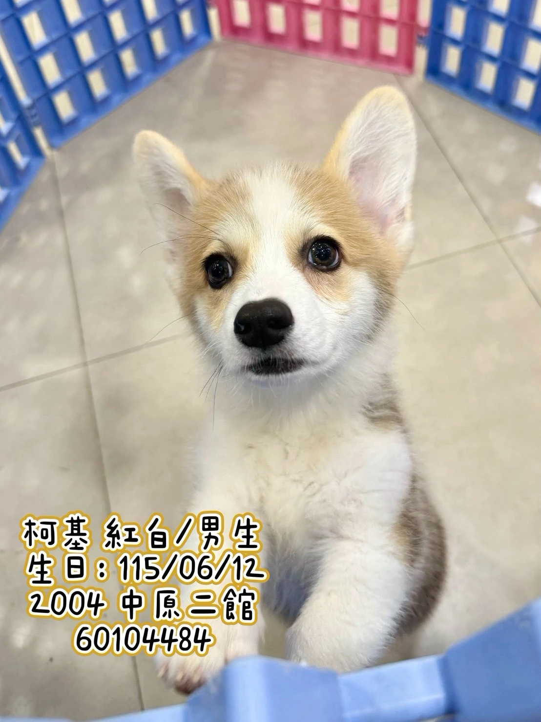 柯基犬｜紅白