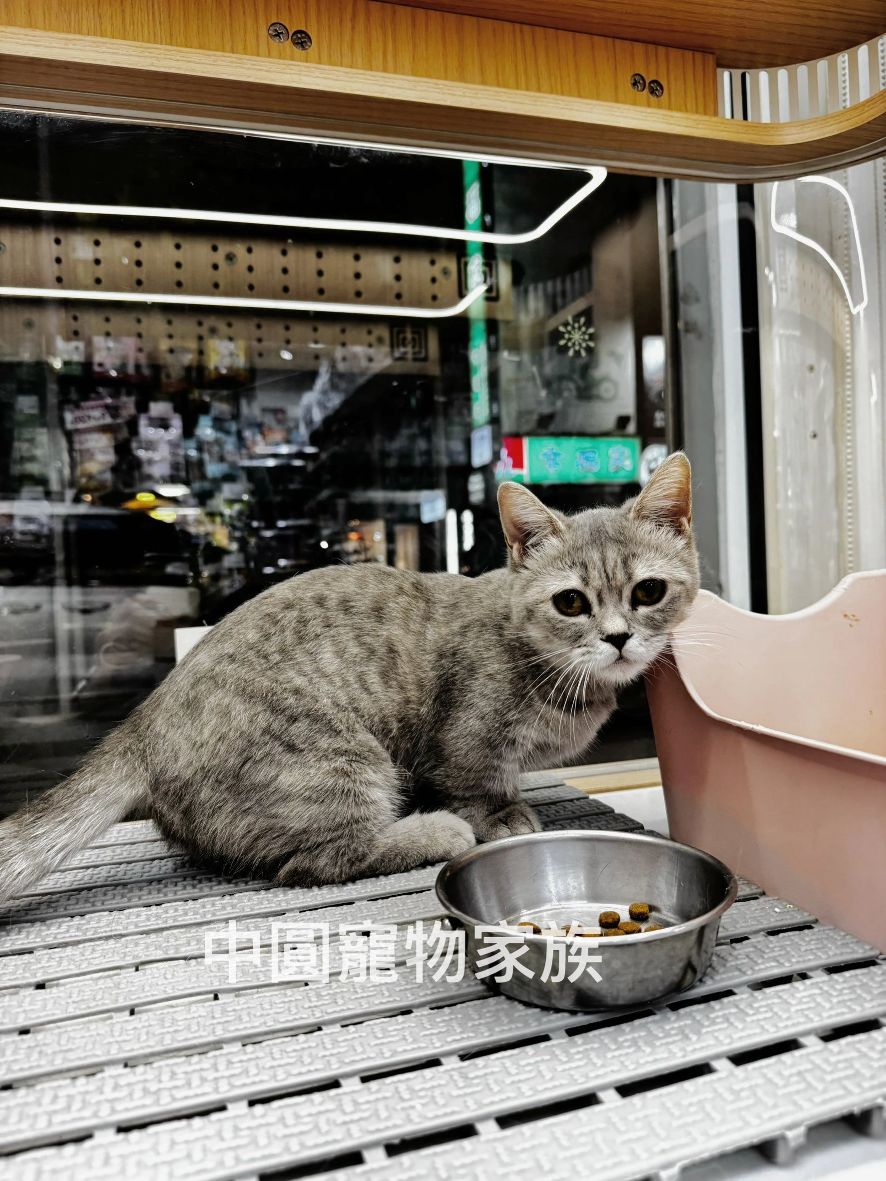 曼赤肯｜虎斑