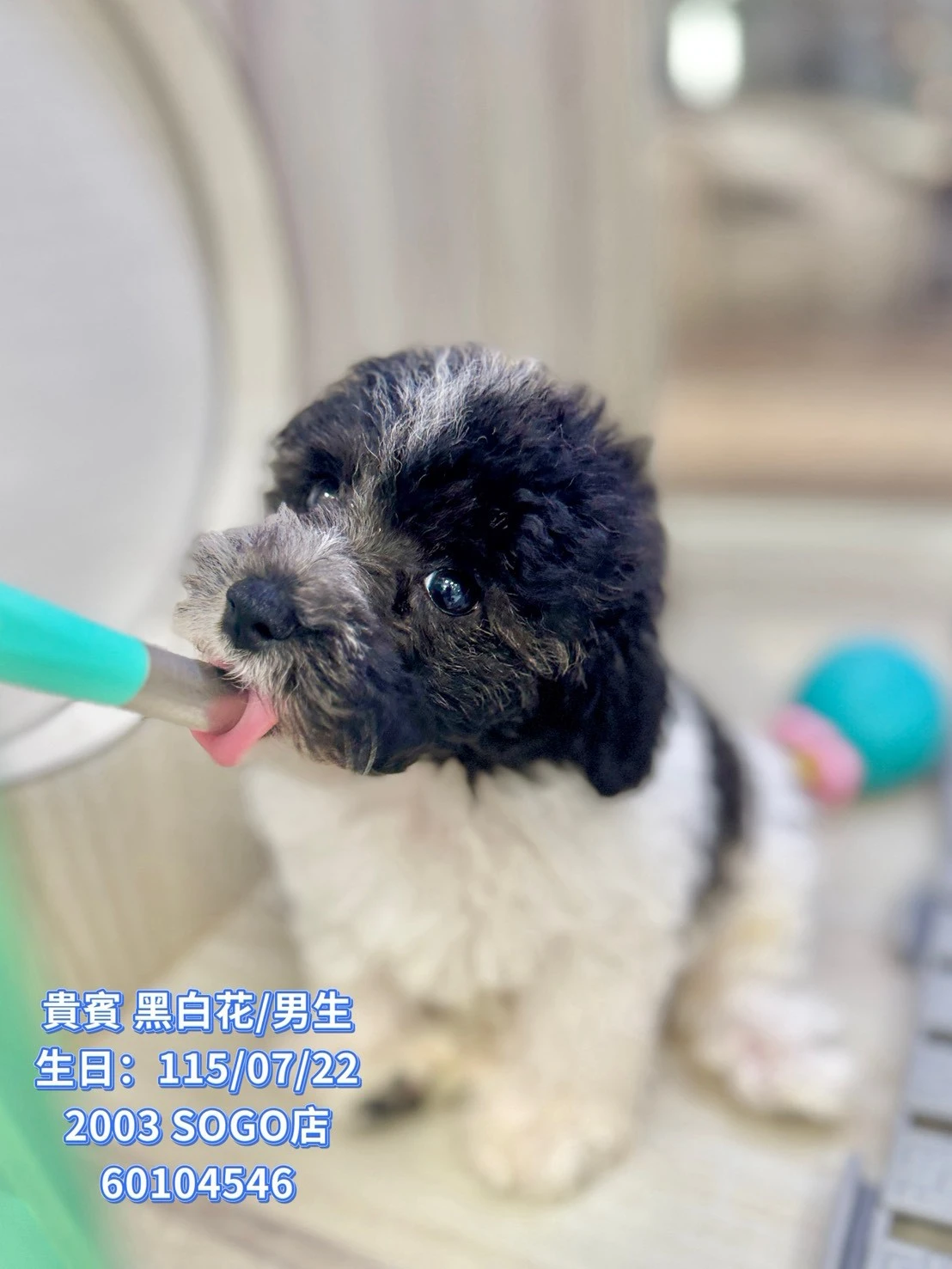 貴賓犬｜黑白花