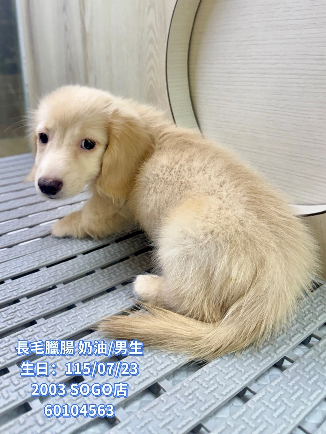 長毛臘腸｜奶油