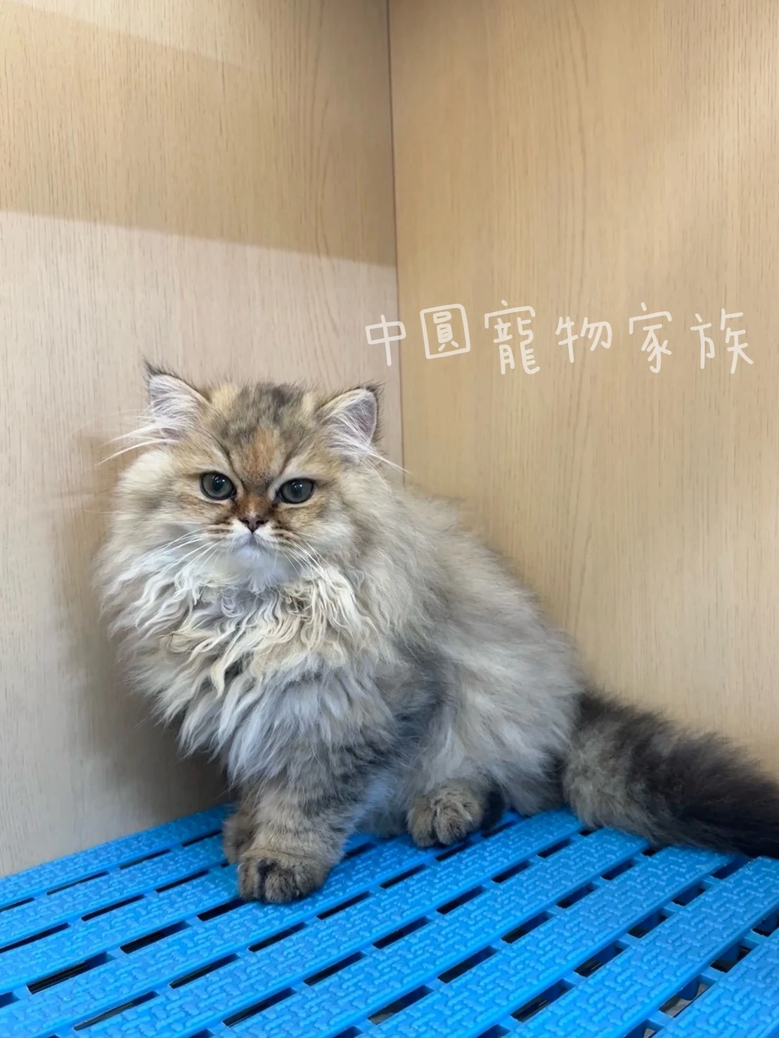 英國長毛貓｜黑金