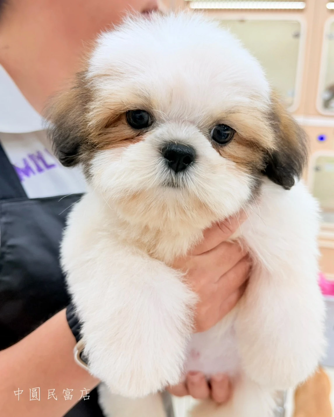 西施犬｜紅灰白