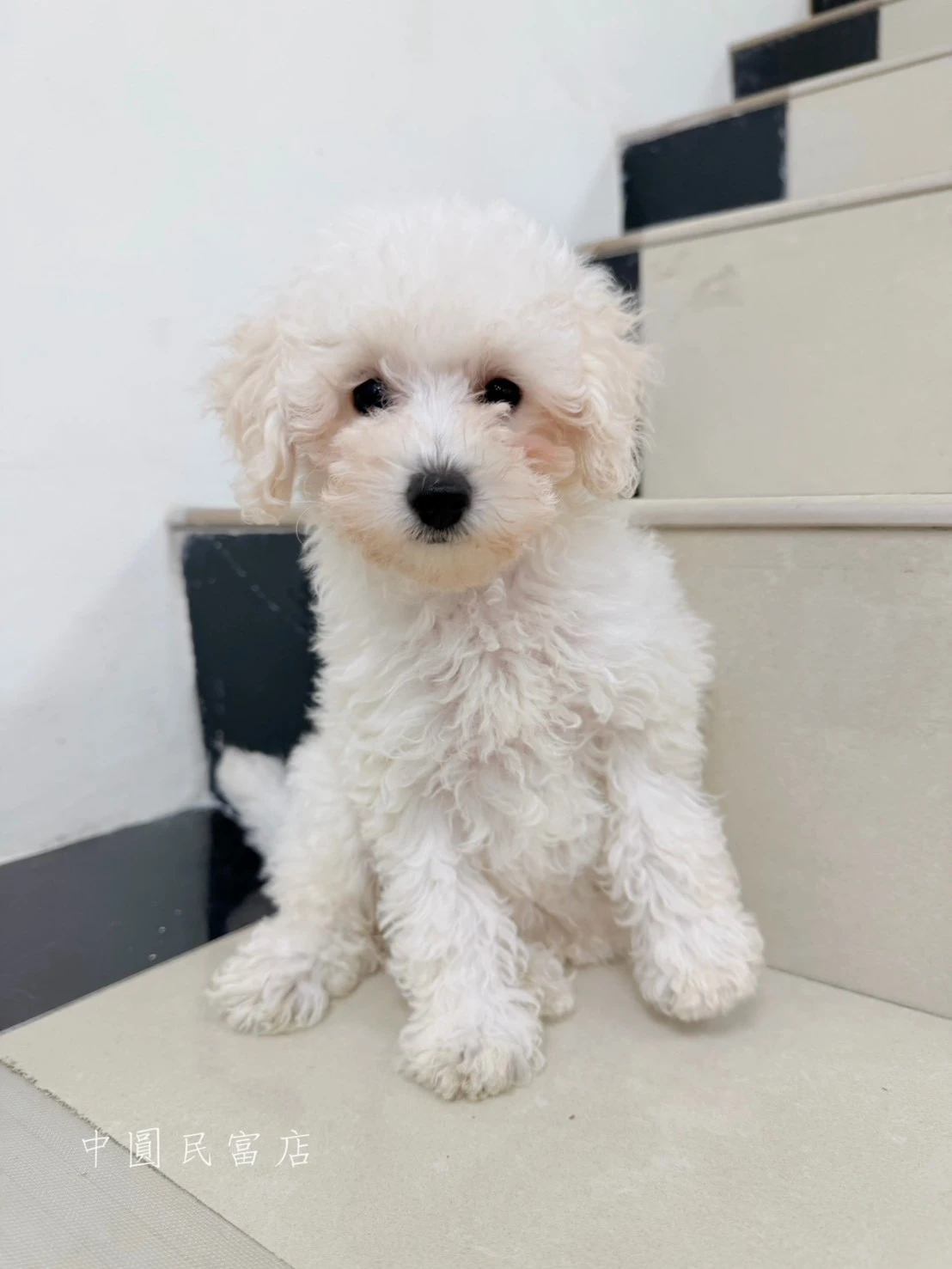 貴賓犬｜白