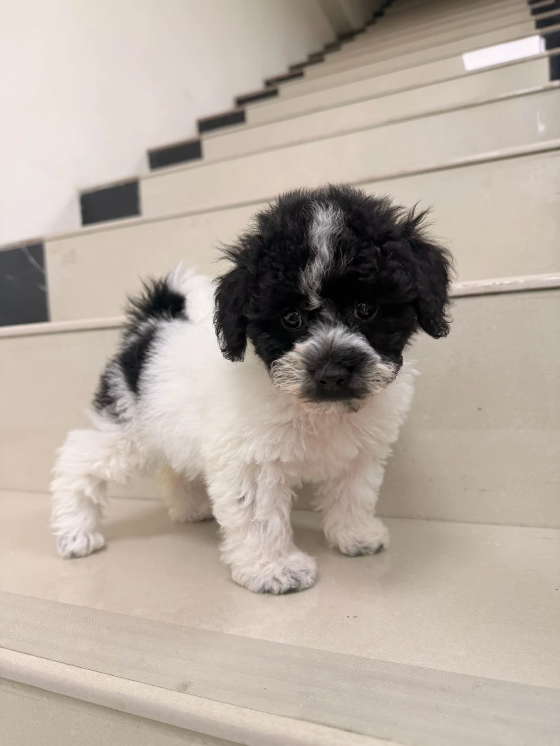 貴賓犬｜黑白花
