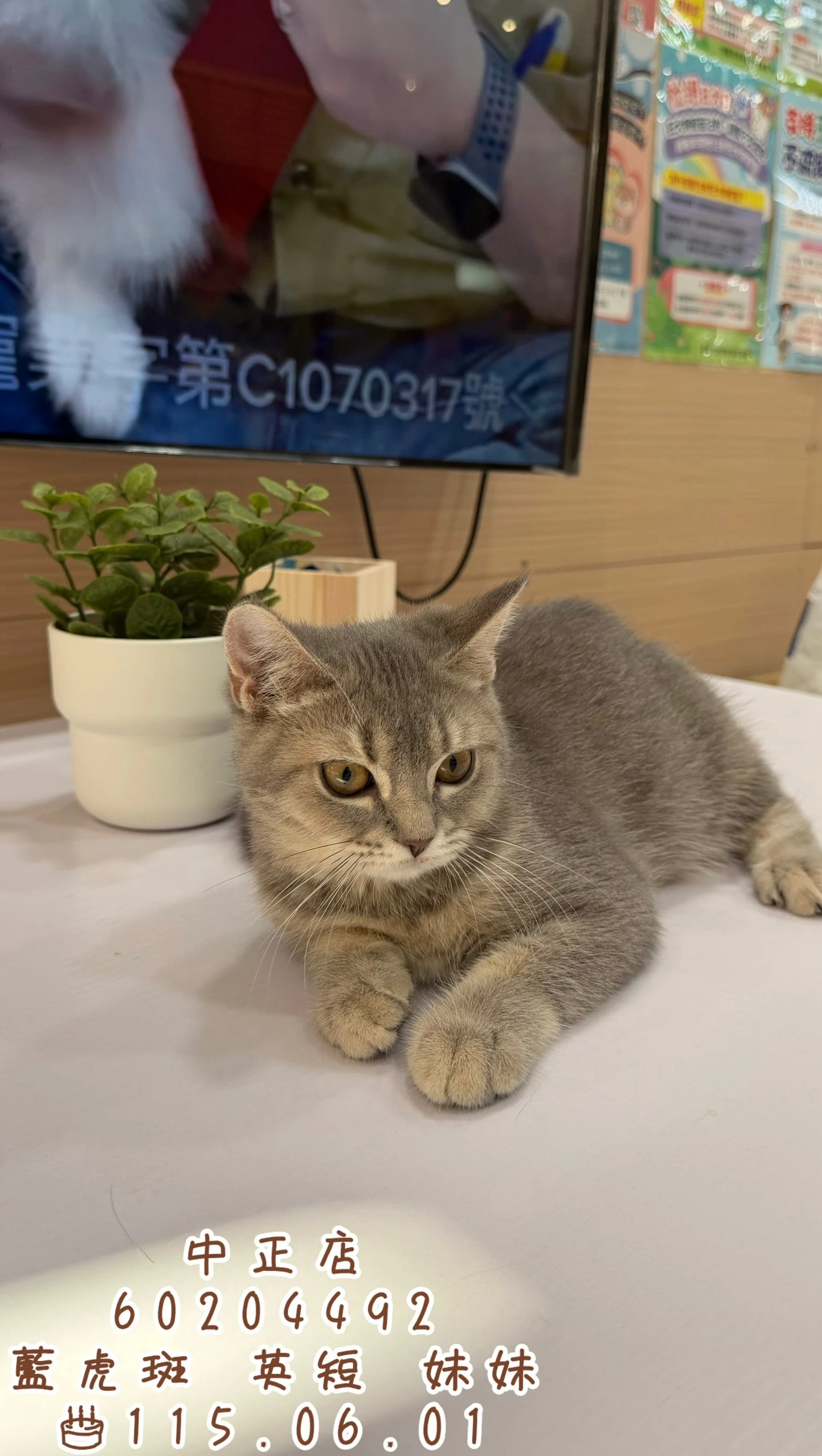 英國短毛貓｜藍虎斑