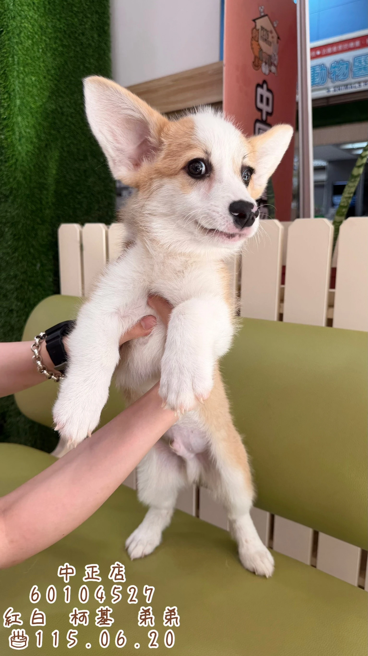 柯基犬｜紅白