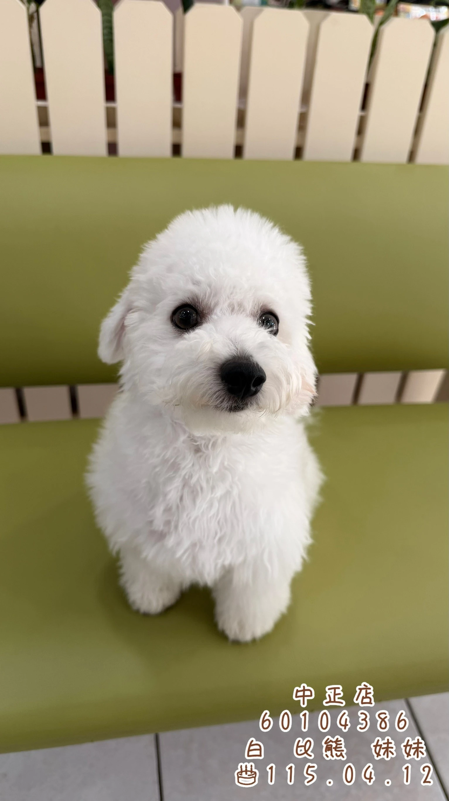 比熊犬｜白