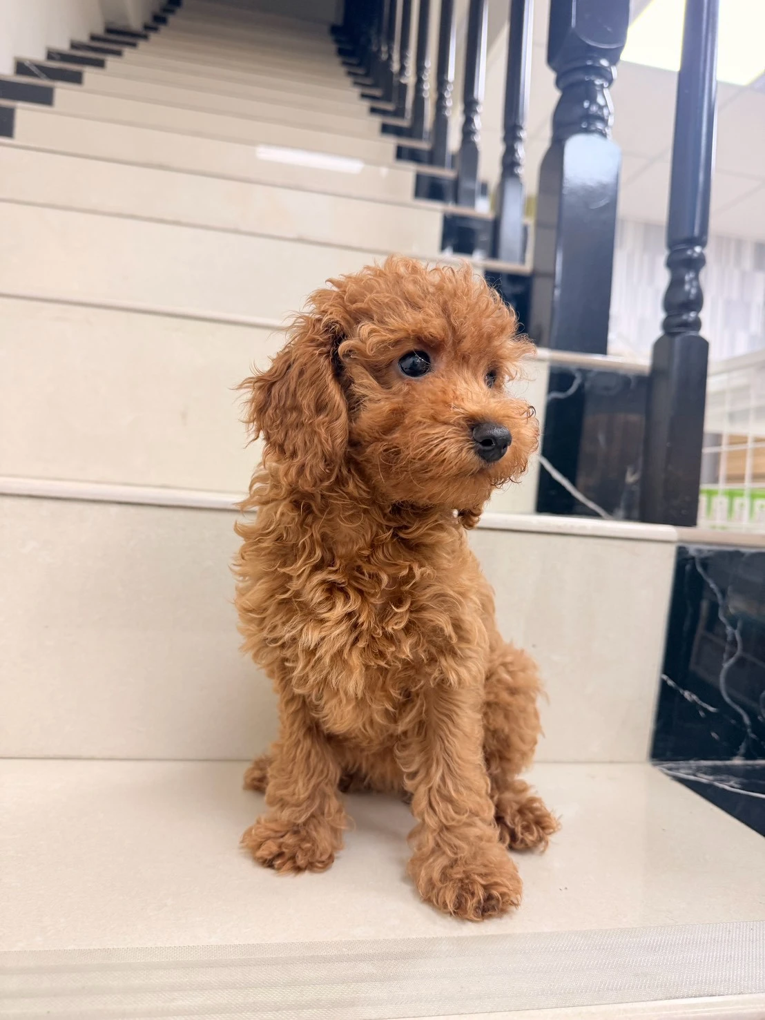 貴賓犬｜紅