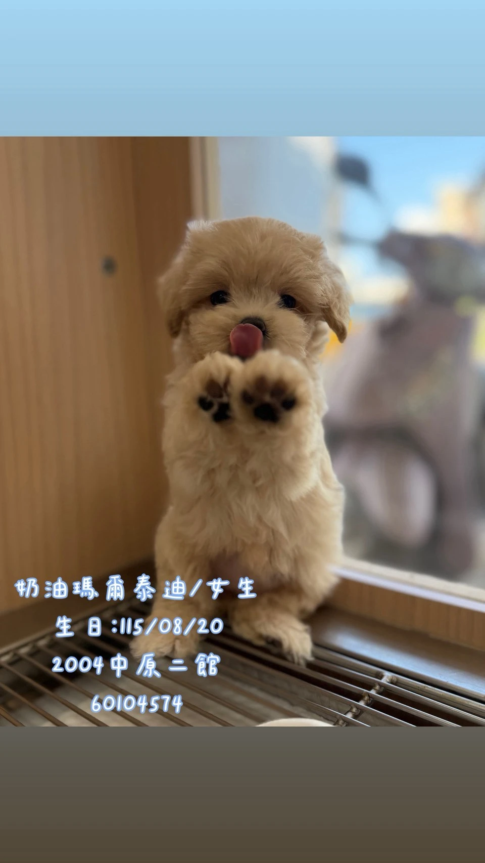 瑪爾泰迪｜奶油