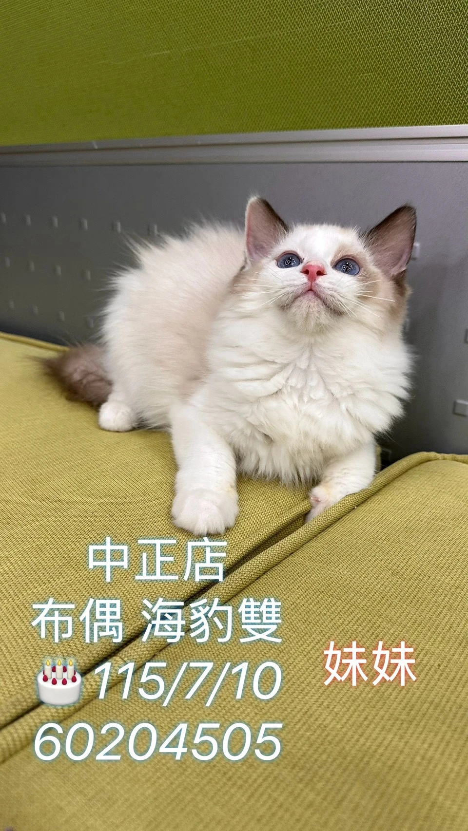 布偶貓｜海豹雙色