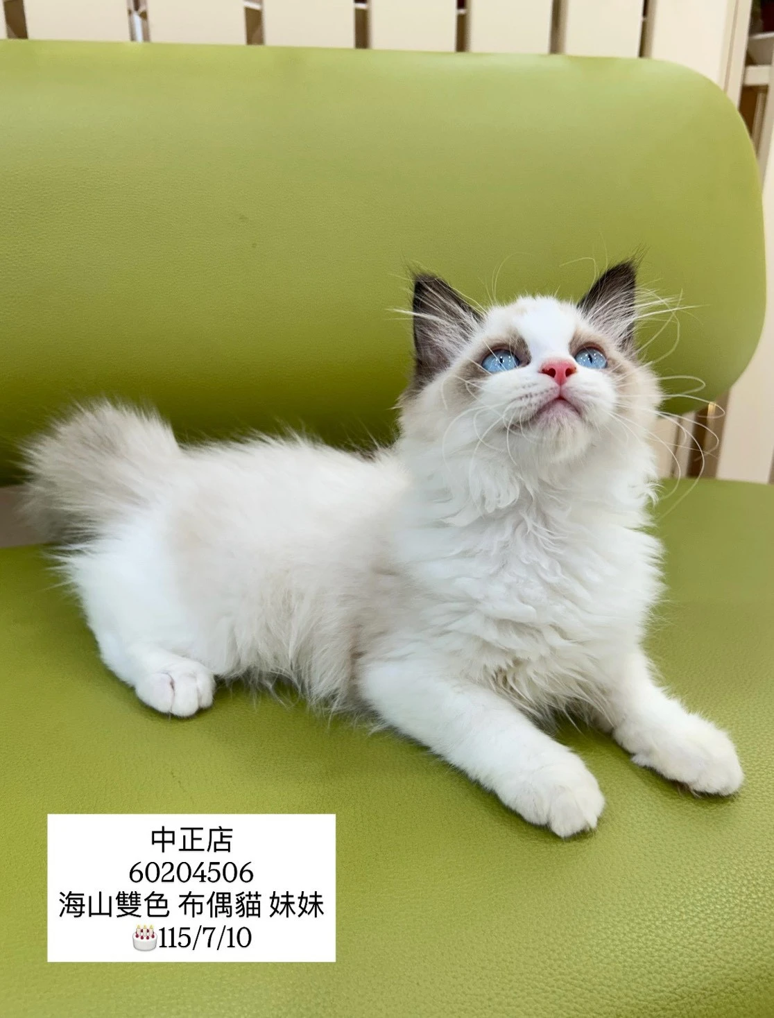 布偶貓｜海豹山貓雙 (妹妹)