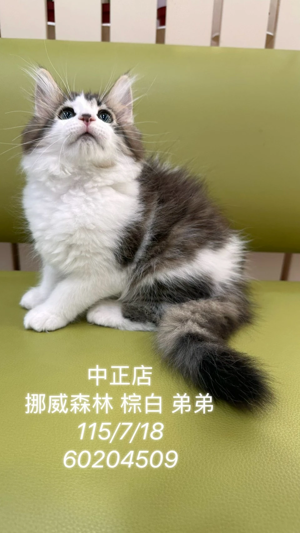 挪威森林｜棕白