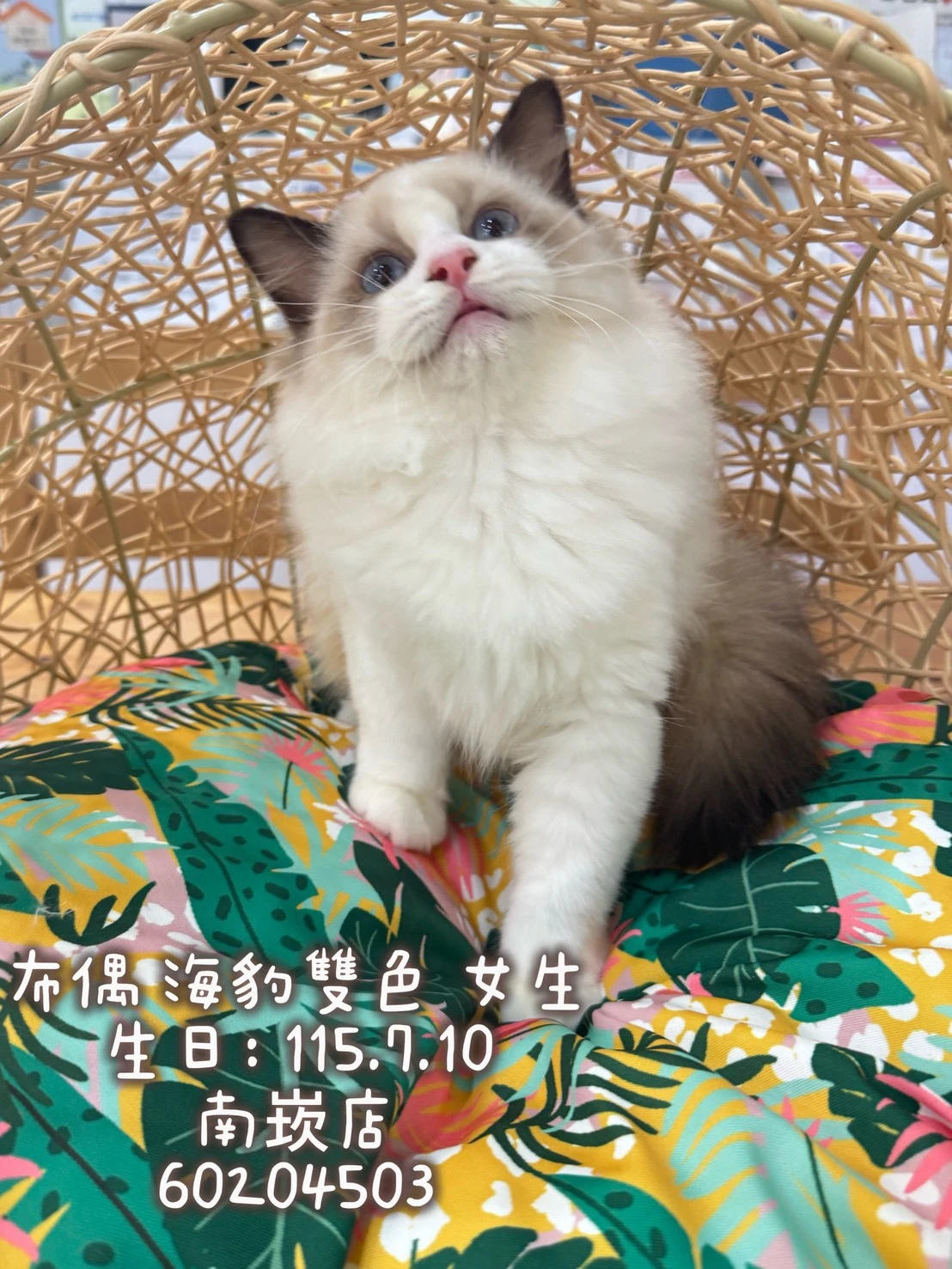 布偶貓｜海豹雙色