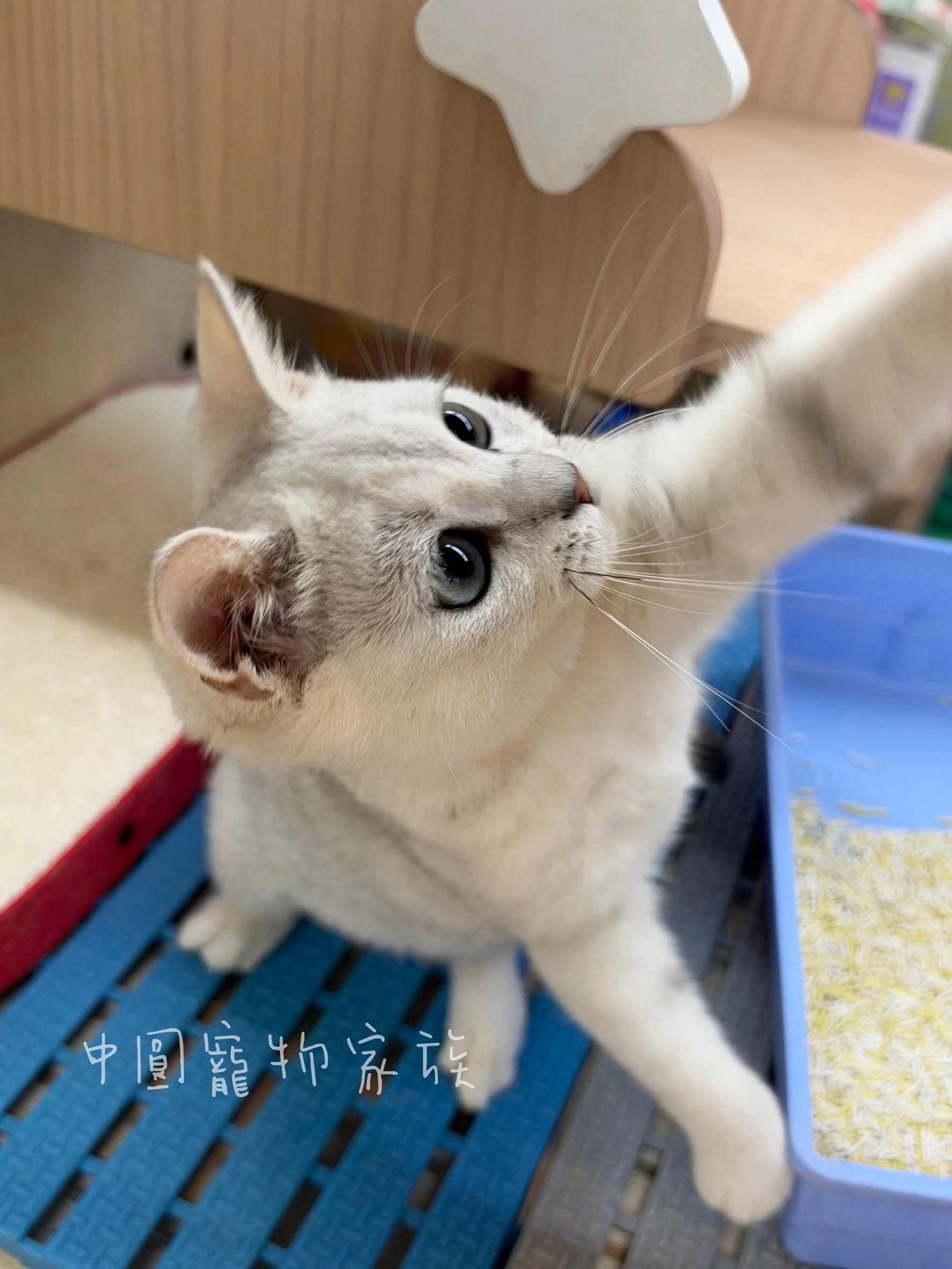 英國短毛貓｜銀漸層