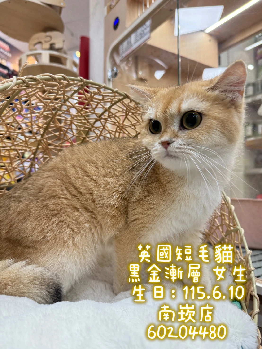 英國短毛貓｜黑金漸層