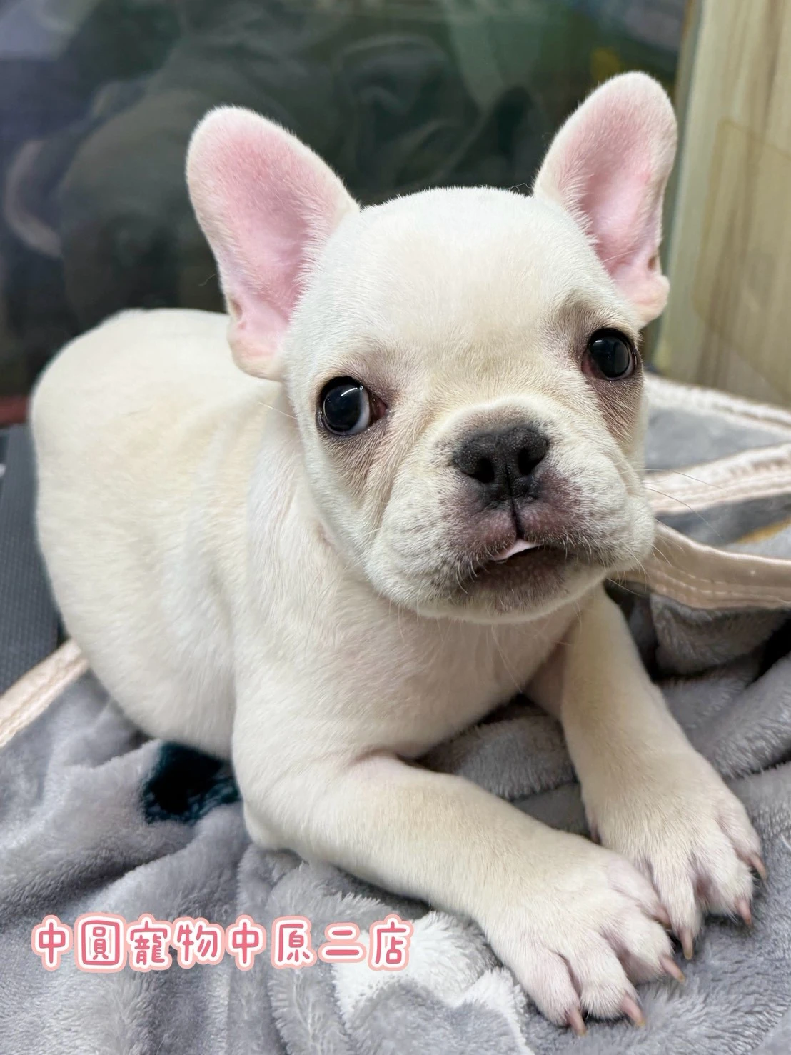 法國鬥牛犬｜奶油