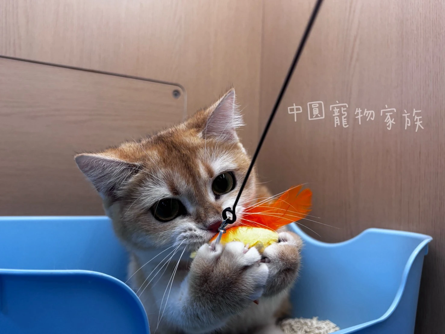 英國短毛貓｜黑金漸層
