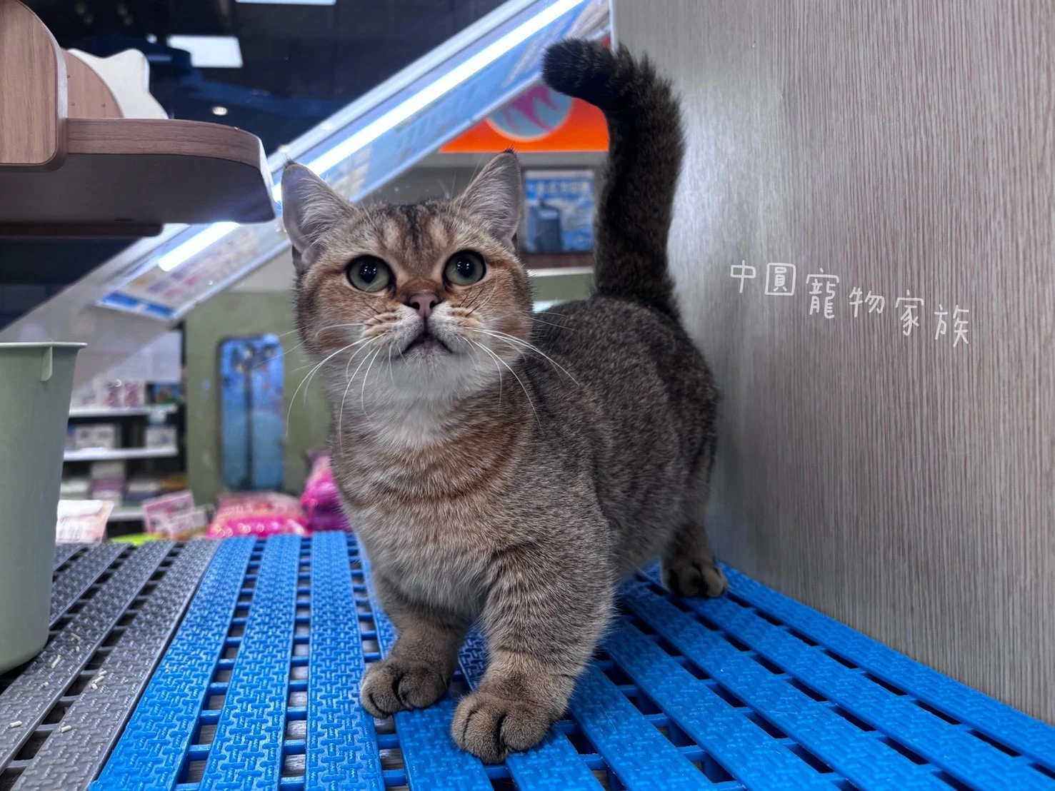 曼赤肯｜金漸層