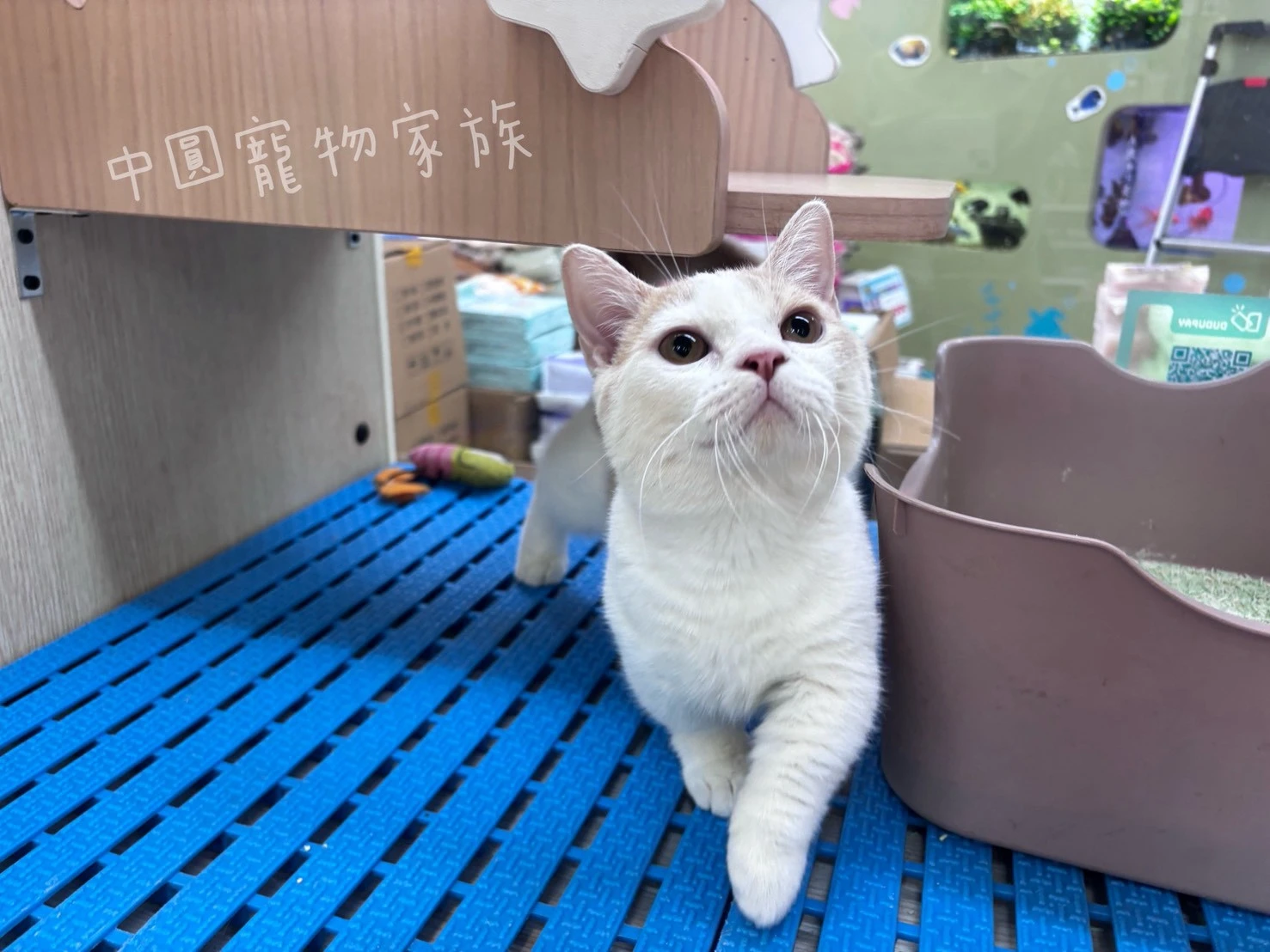曼赤肯｜奶油白