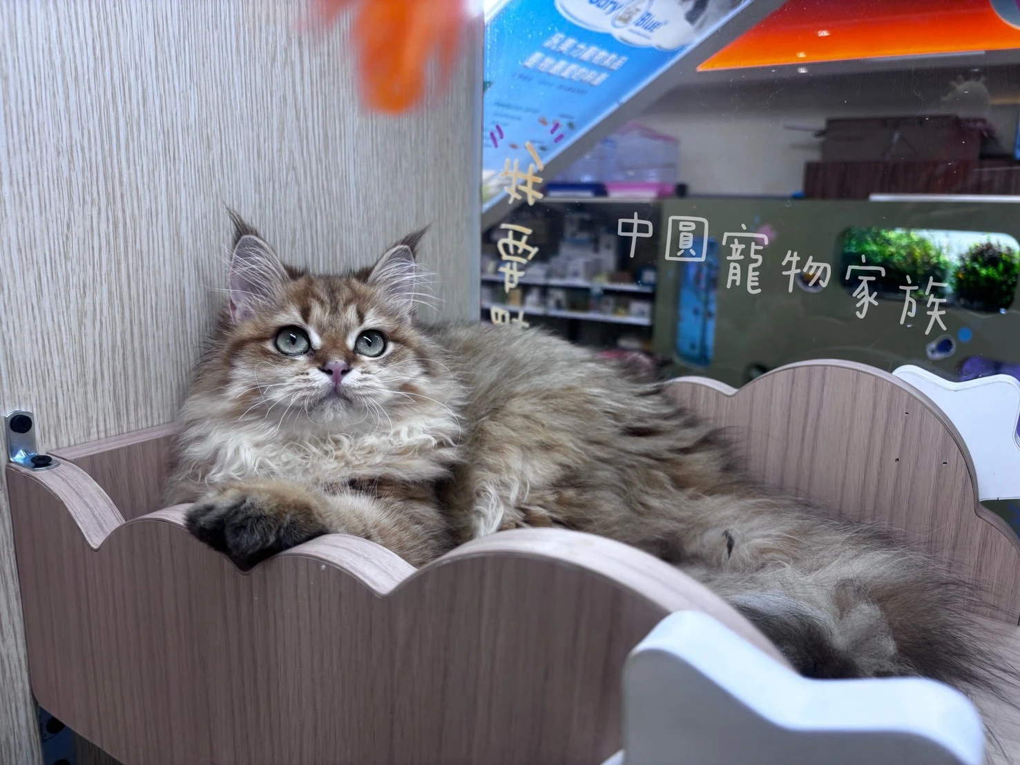英國長毛貓｜漸層色
