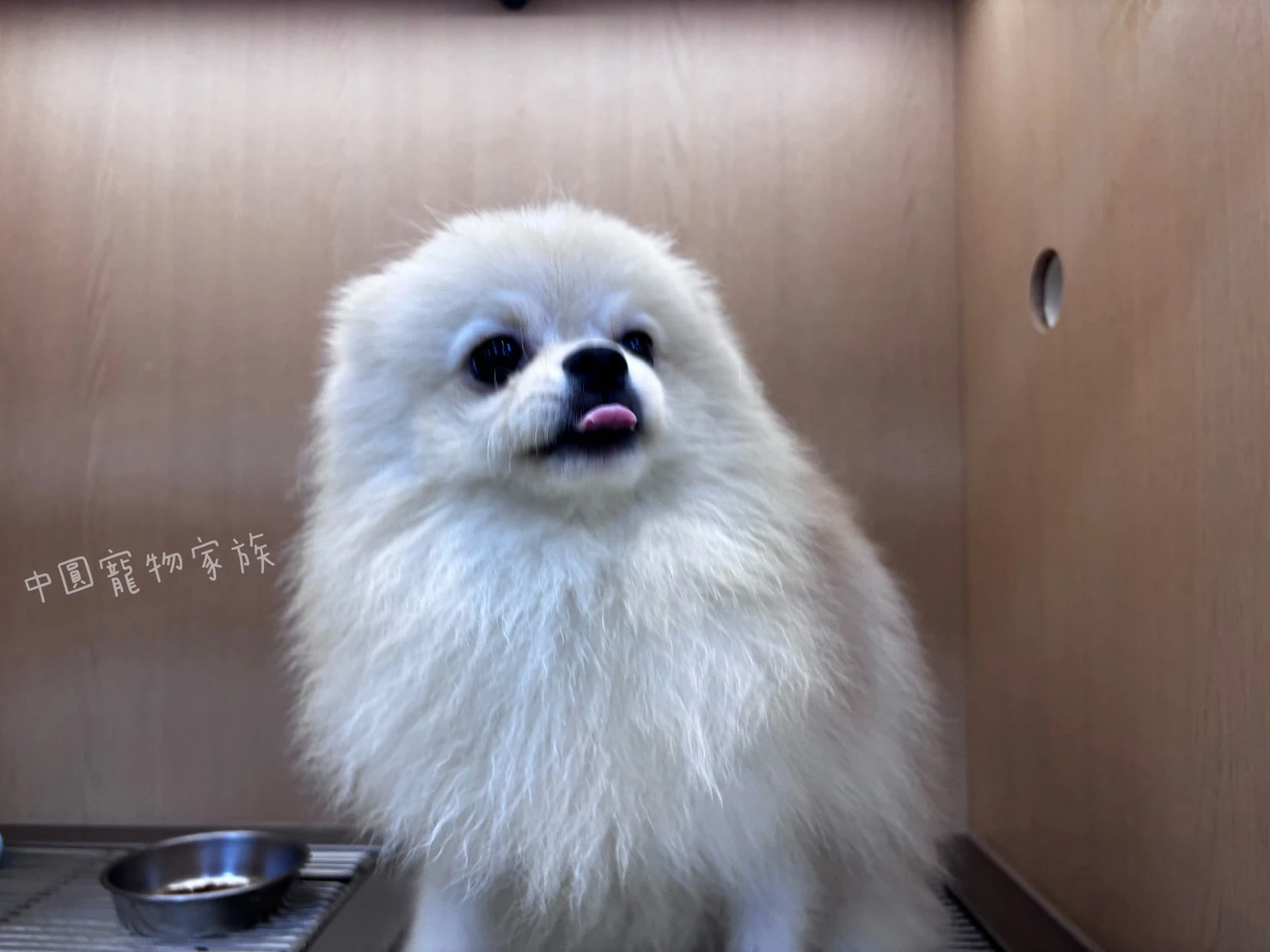 博美犬｜奶油