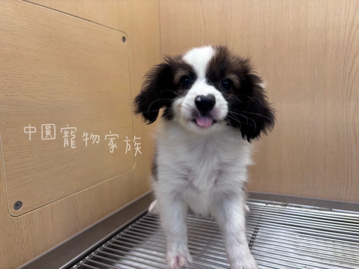 蝴蝶犬｜棕白