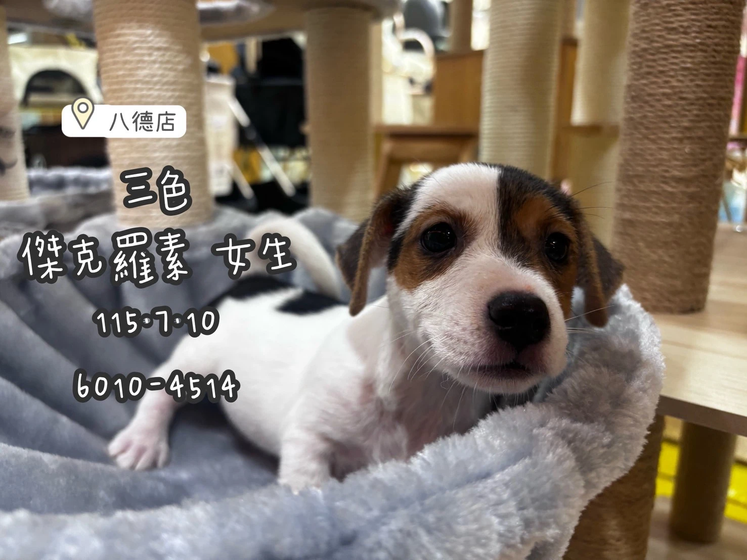 傑克羅素｜三色