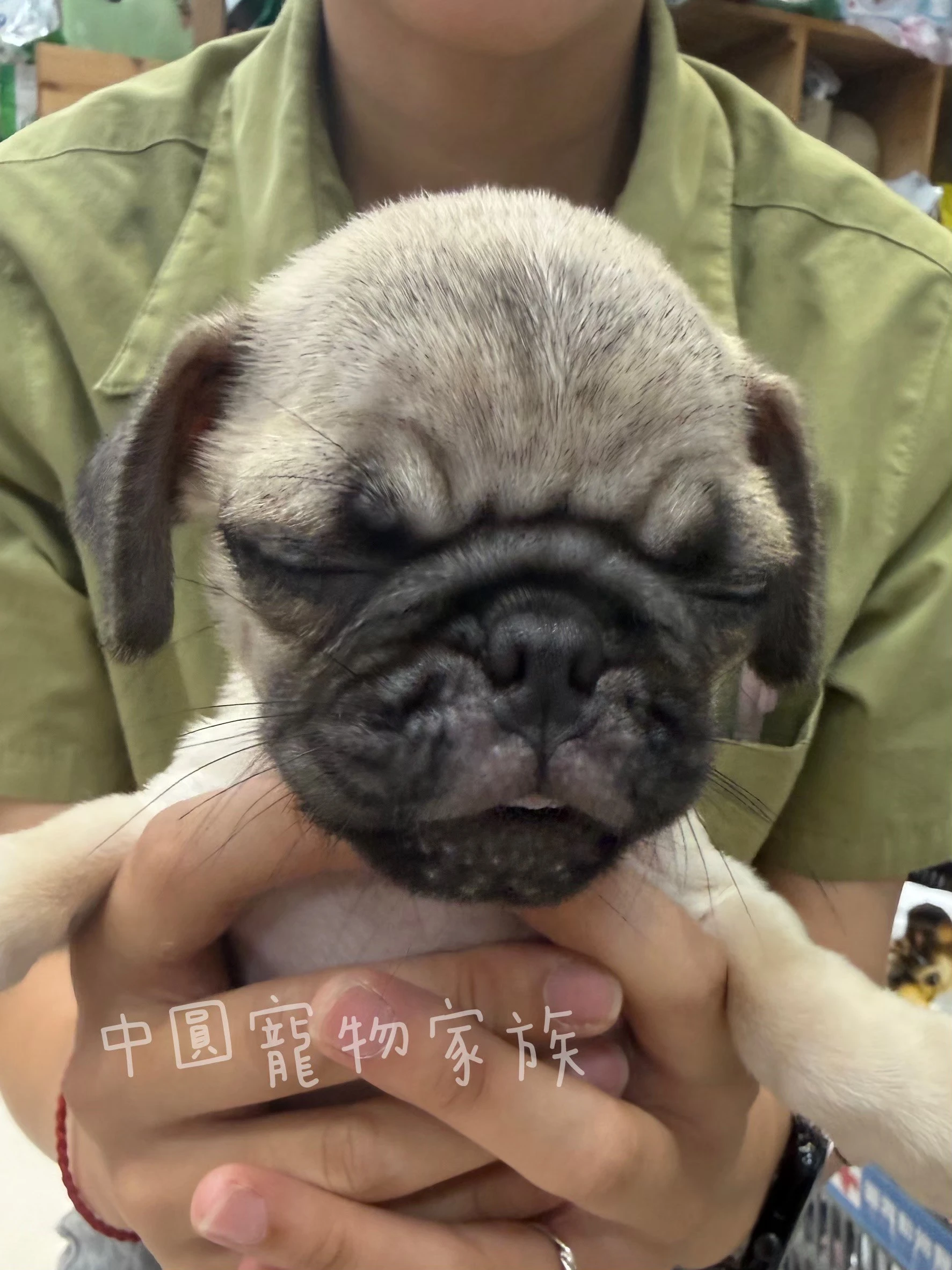 巴哥｜米