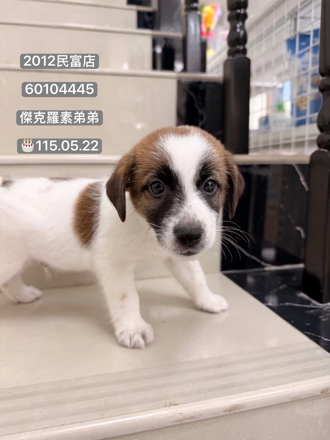 傑克羅素｜黃白
