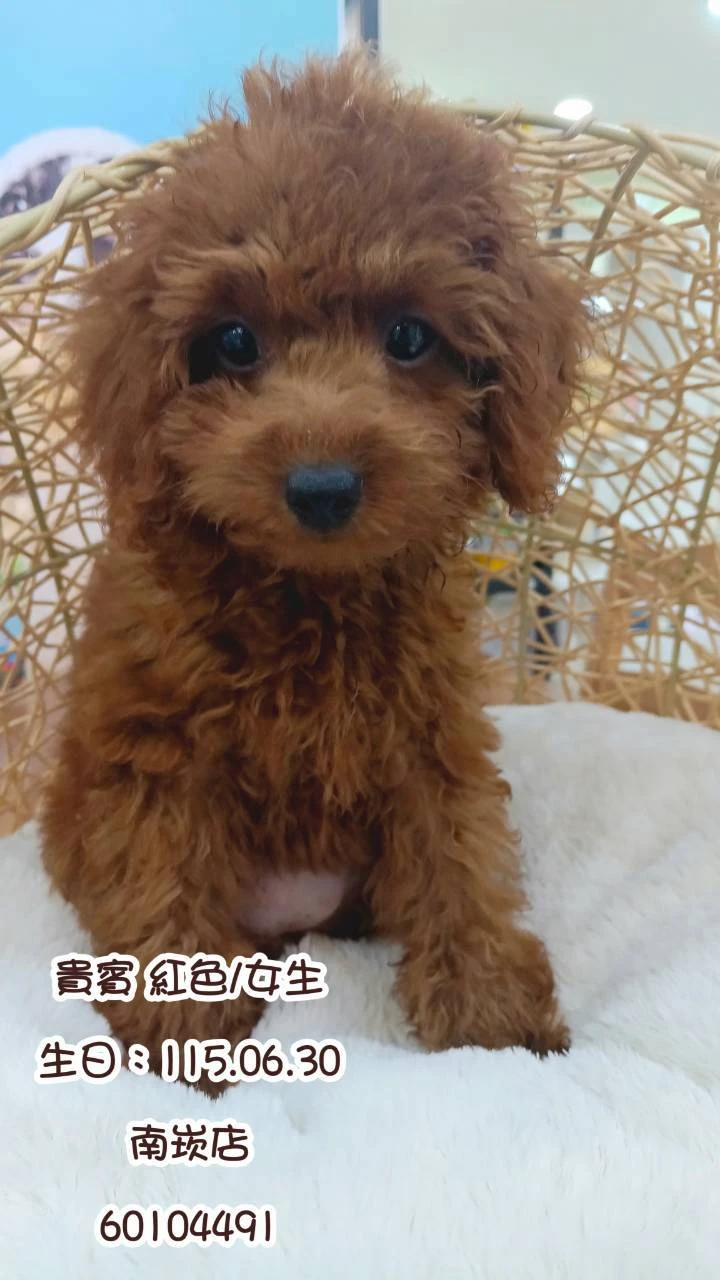貴賓犬｜紅