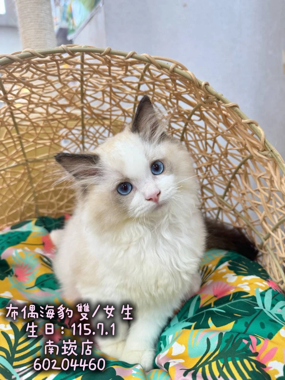 布偶貓｜海豹雙