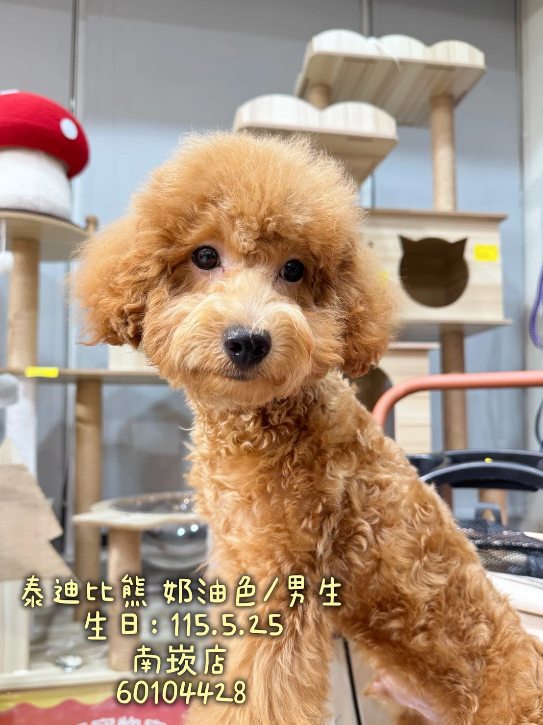泰迪比熊｜奶油