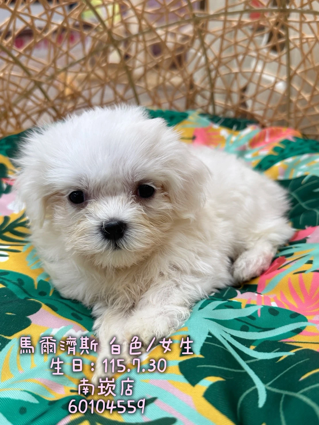 瑪爾濟斯｜白