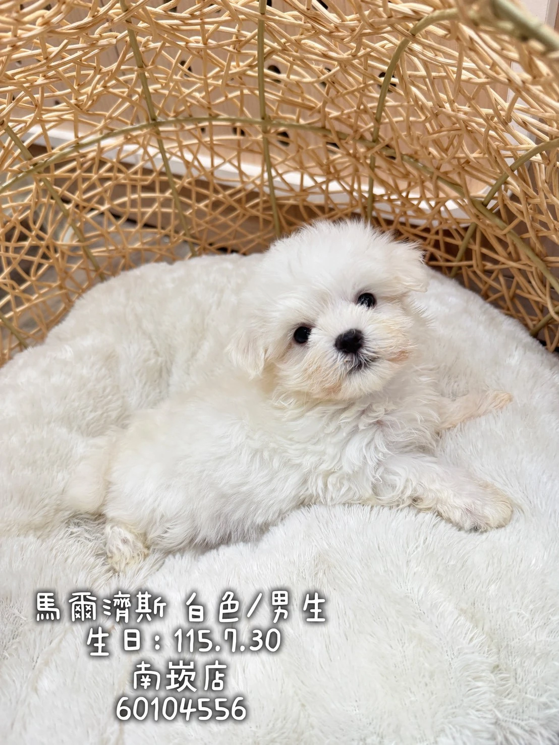瑪爾濟斯｜白