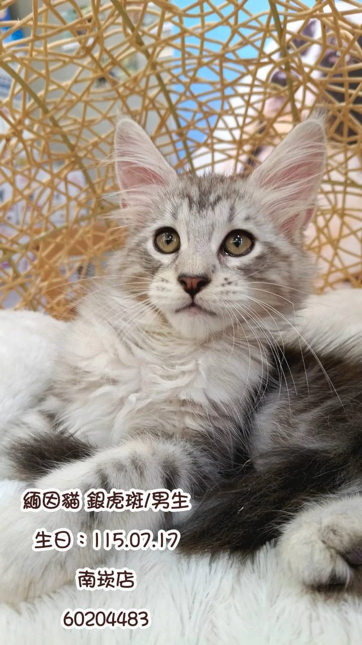 緬因貓｜銀虎斑