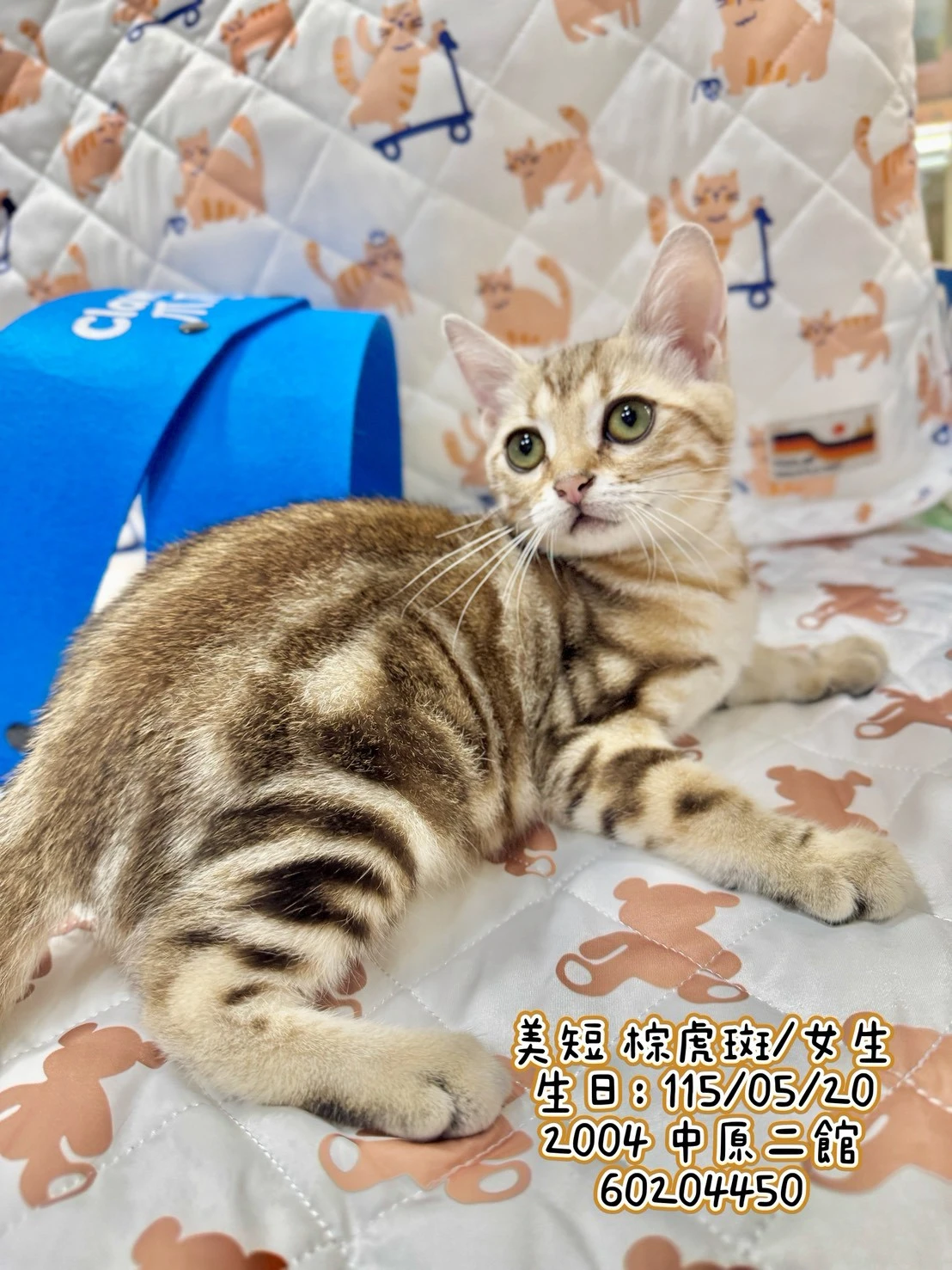 美國短毛貓｜棕虎斑【有家】