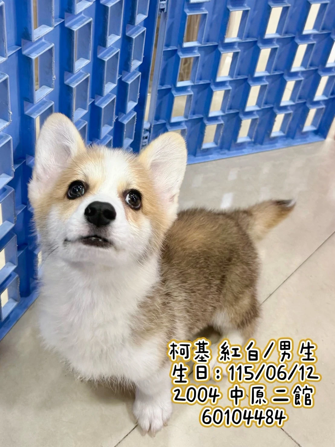 柯基犬｜紅白