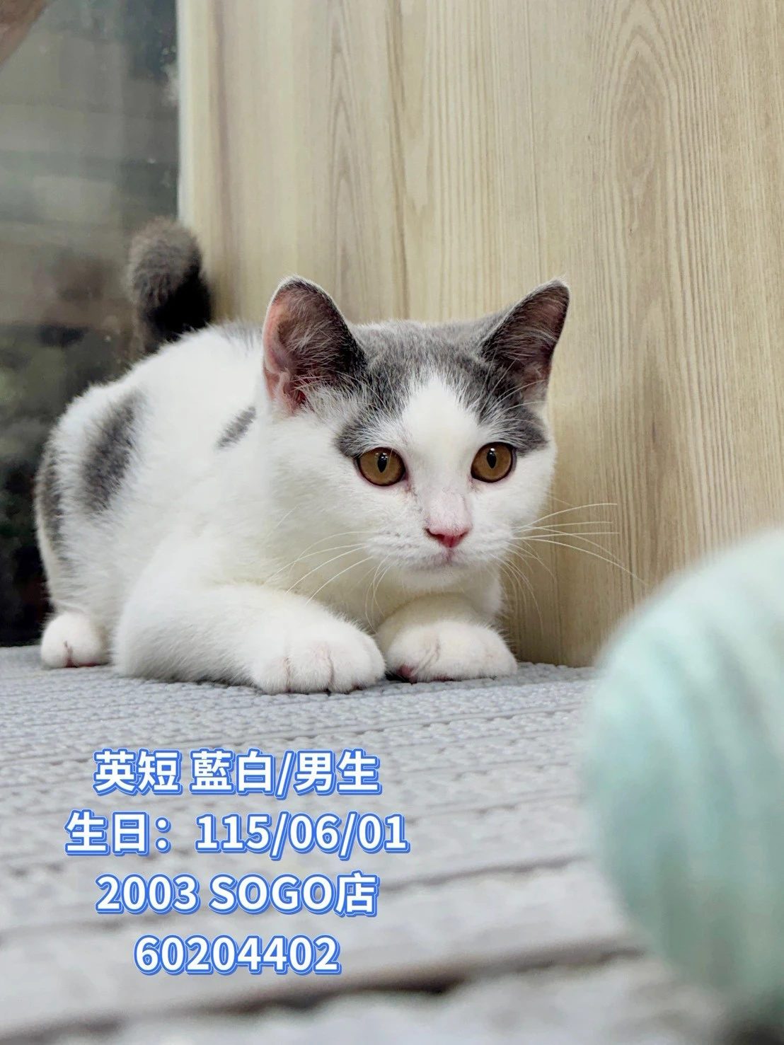 英國短毛貓｜藍白