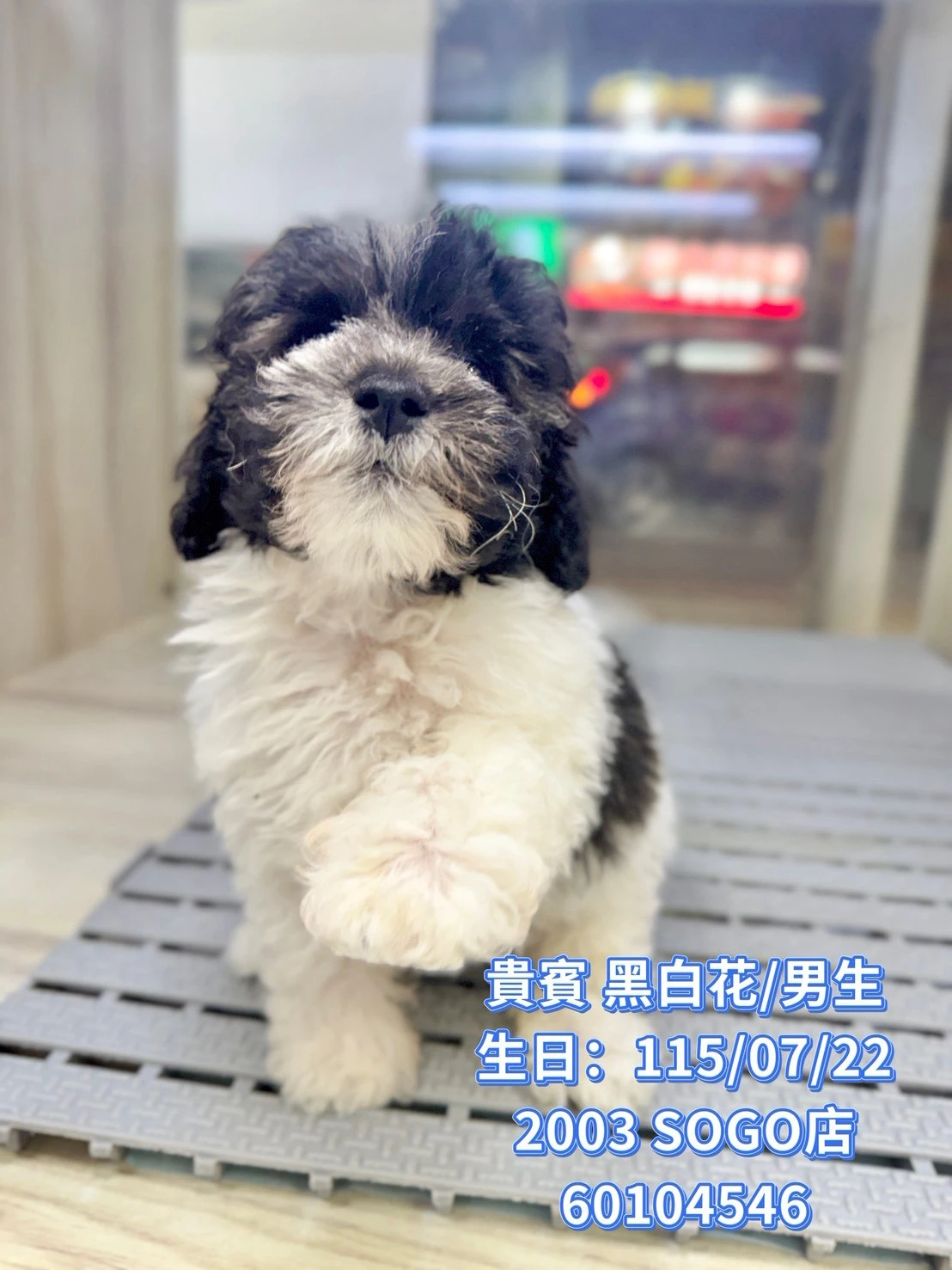貴賓犬｜黑白花
