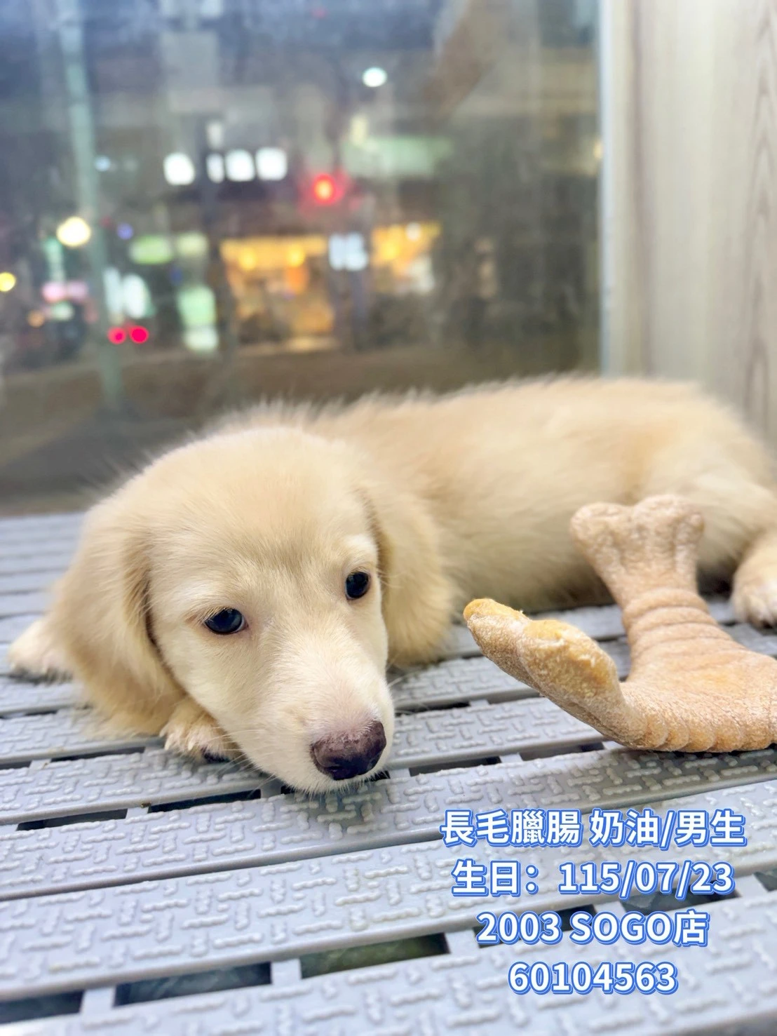 長毛臘腸｜奶油