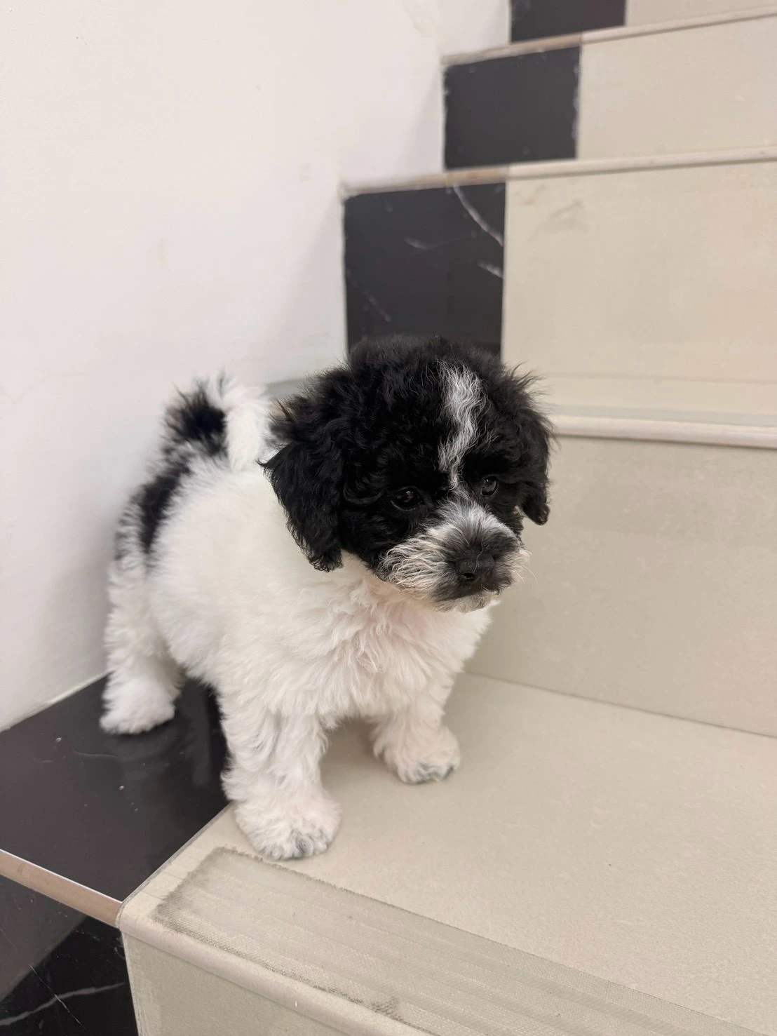 貴賓犬｜黑白花