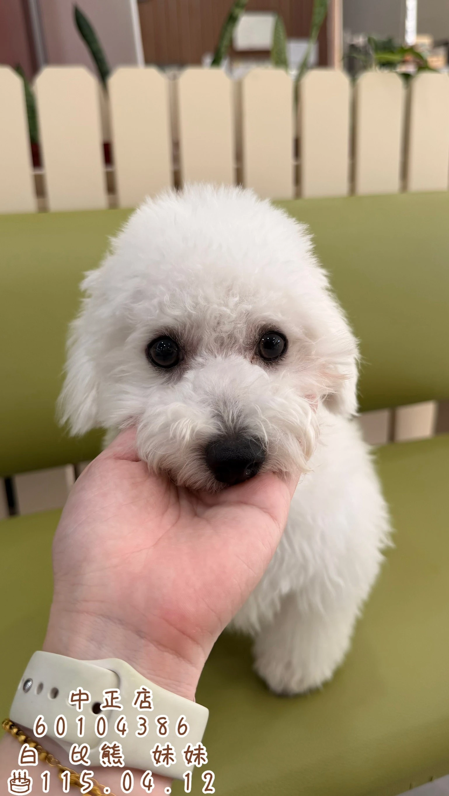 比熊犬｜白