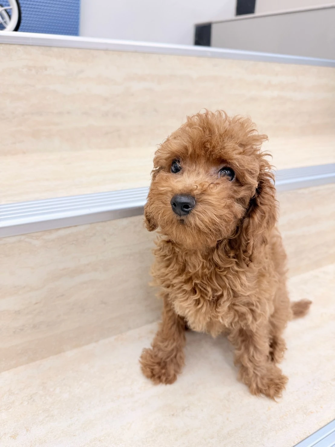 貴賓犬｜紅