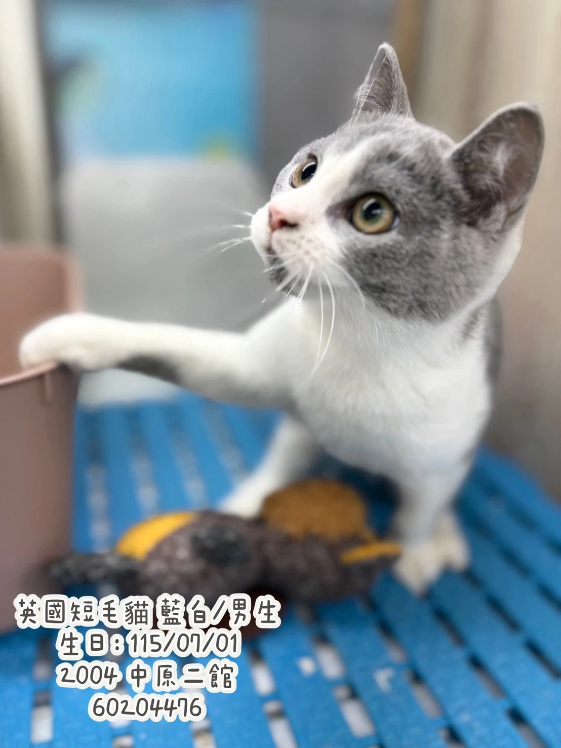 英國短毛貓｜藍白